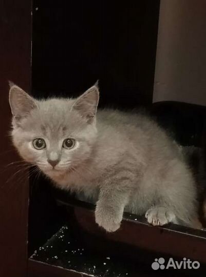 Отдам котенка в добрые руки