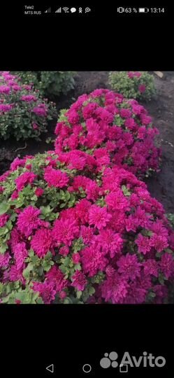 Хризантема шаровидная