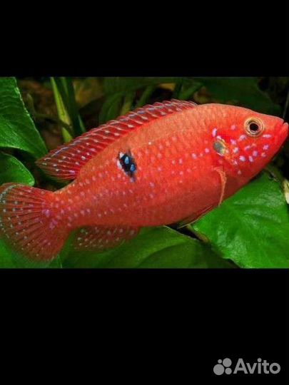 Аквариумные рыбки хромис красавец