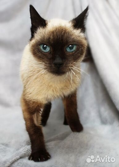 Невероятная Зифа в поисках дома