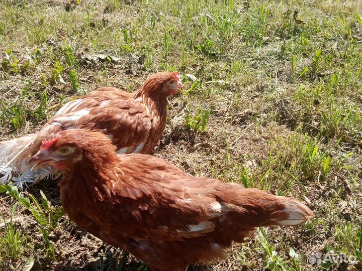 Куры несушки и молодки. Доставка бесплатно