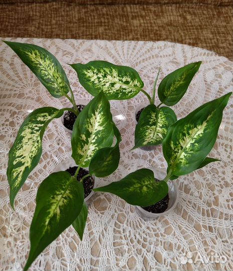 Диффенбахия Сегуина