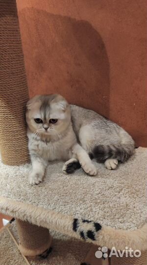 Вязка кошки шиншилла
