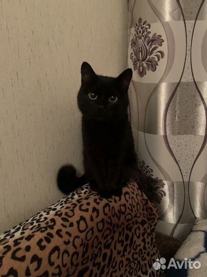 Передержка