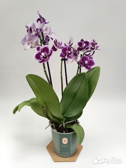 Орхидея фаленопсис мультифлора