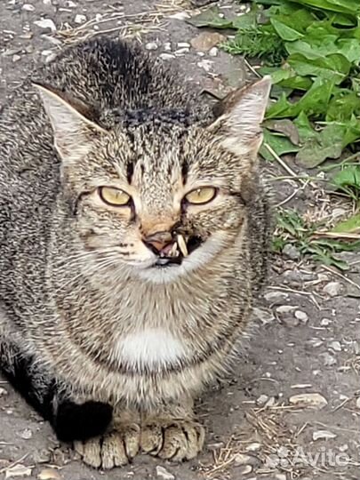 Бездомные коты