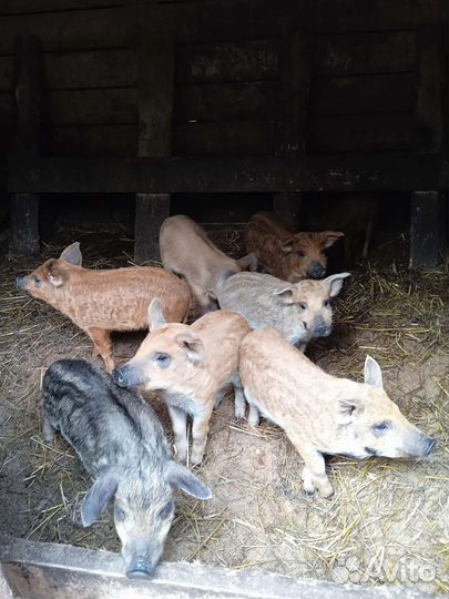 Венгерская мангалица