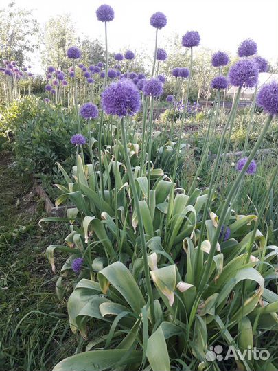 Лук Суворова