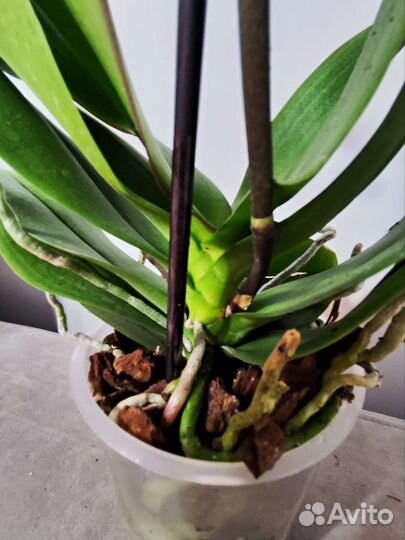 Орхидея фаленопсис мультифлора