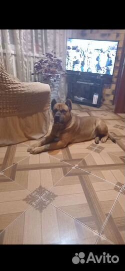 Алано испаньел