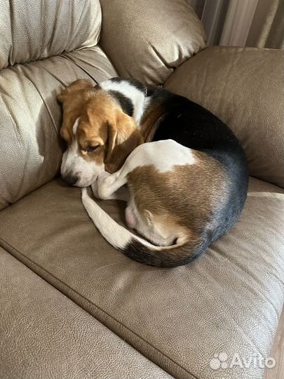 Бигль бесплатно, мальчик 1,6 месяцев