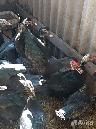 Мускусные утки