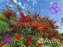 Калистемон семена