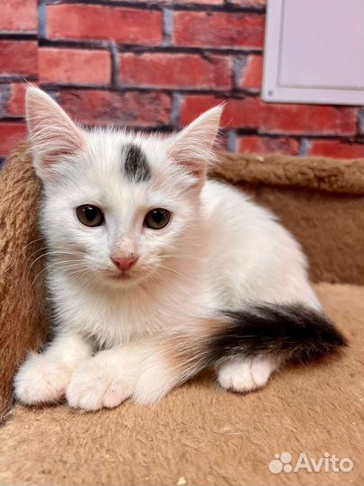 Котенок девочка Стеша 2,5 мес