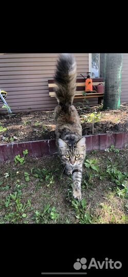 Кошка в дар