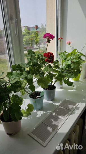 Герань пеларгония