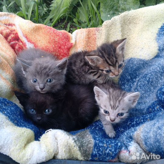 Котята в добрые руки