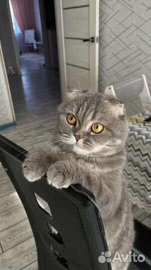 Отдадим в добрые руки шотландская вислоухую кошку