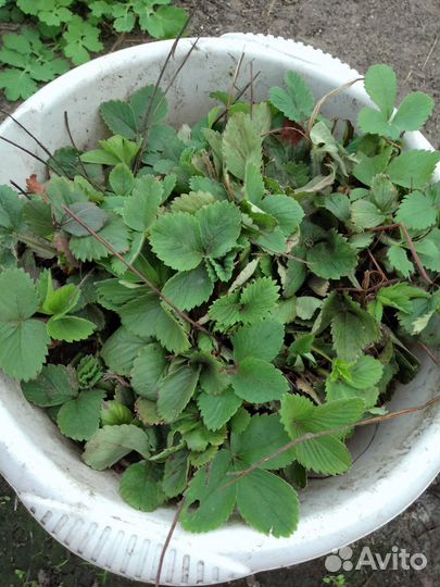 Рассада клубники