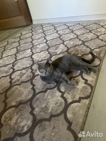 Кошка британская