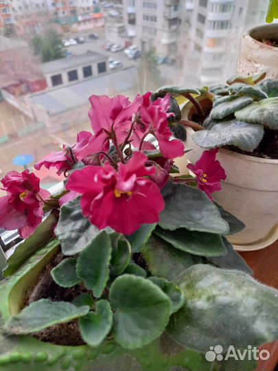 Комнатные цветы