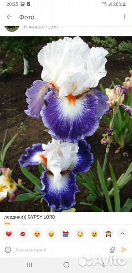 Ирисы бородатые