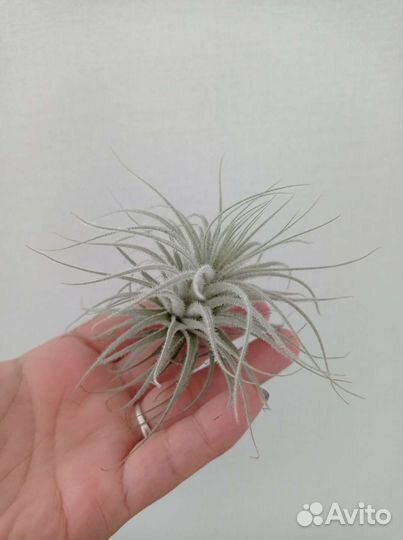 Тилландсия