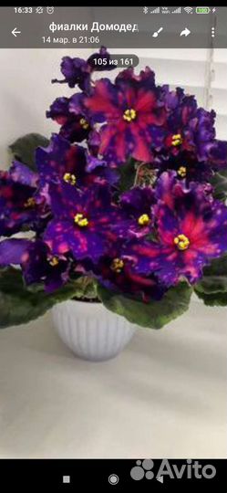 Цветущие фиалки