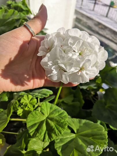 Пеларгония герань сортовая