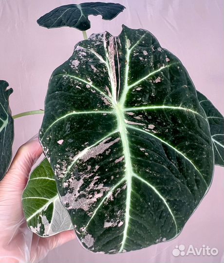 Алоказия black velvet pink
