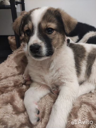 Малыш ищет родителей