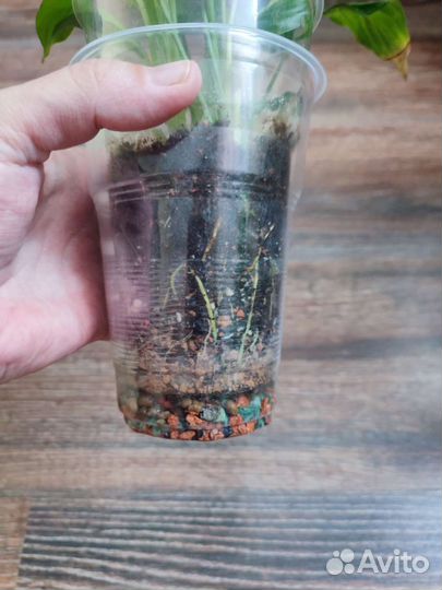 Спатифиллум домино и шопен