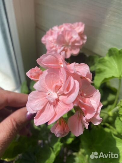 Пеларгония герань