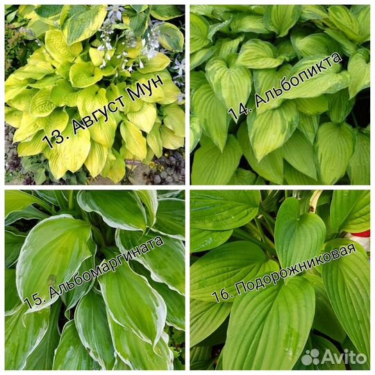 Хоста (подробности в описании)