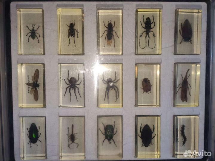 Насекомые и их знакомые Коллекция