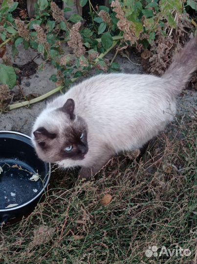 Кошки породистые бесплатно