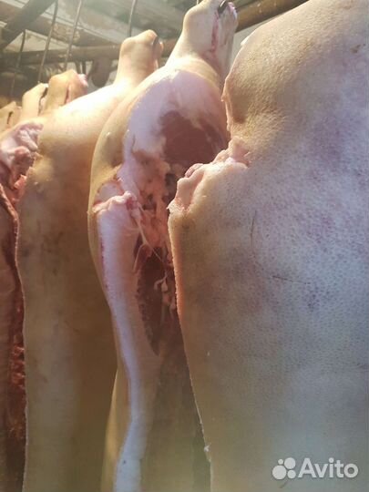 Мясо свинина в тушках