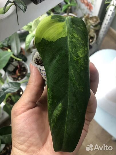 Домашние растения: папоротник