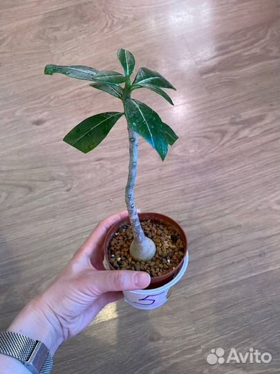 Адениум роза пустыни