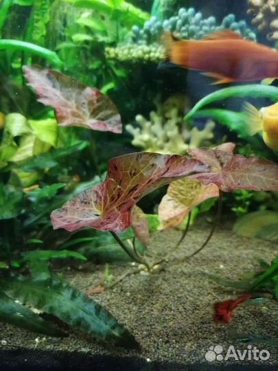 Растения для аквариума
