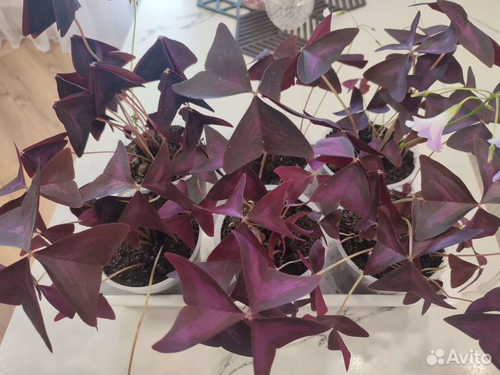 Кислица, оксалис фиолетовый