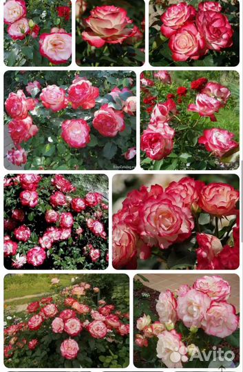 Саженцы Роз