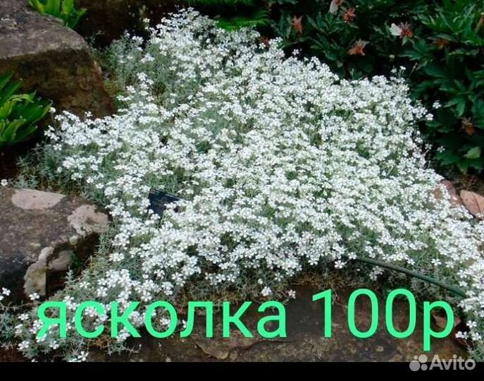 Ясколка