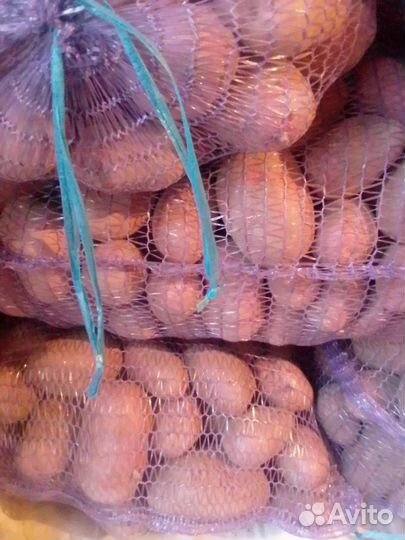 Картофель сортовой