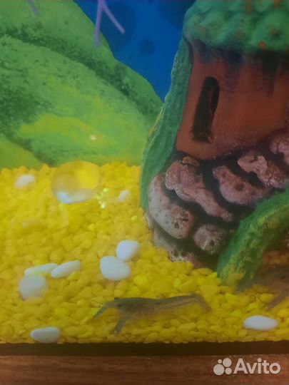 Мраморный рак