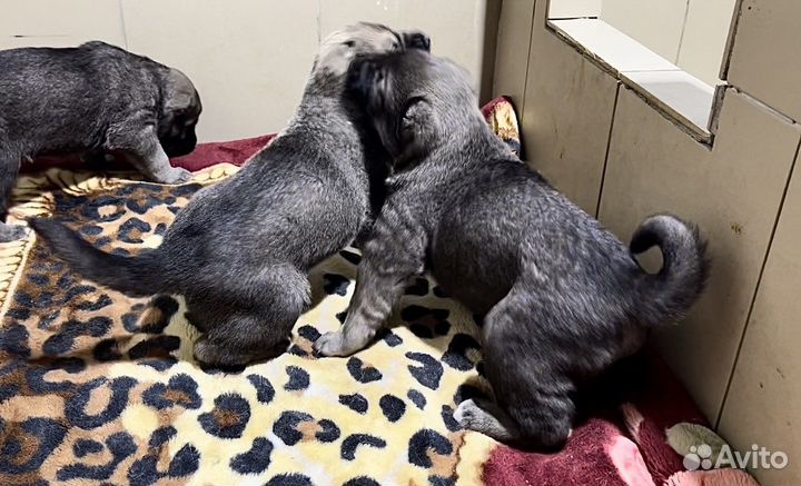 Настоящий Аборигенный Гампр-Щенки Эксклюзив