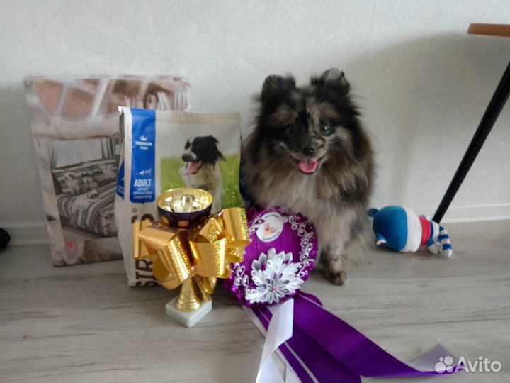 Немецкий малый шпиц
