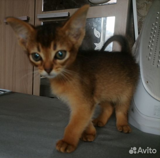 Абиссинские котята