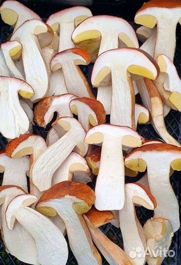 Белые грибы сушеные