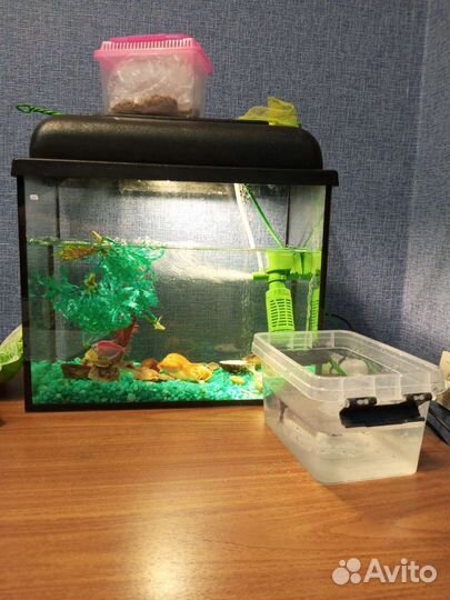 Аквариум с рыбками